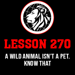 Lesson 270. A wild animal isn't a pet. Know that